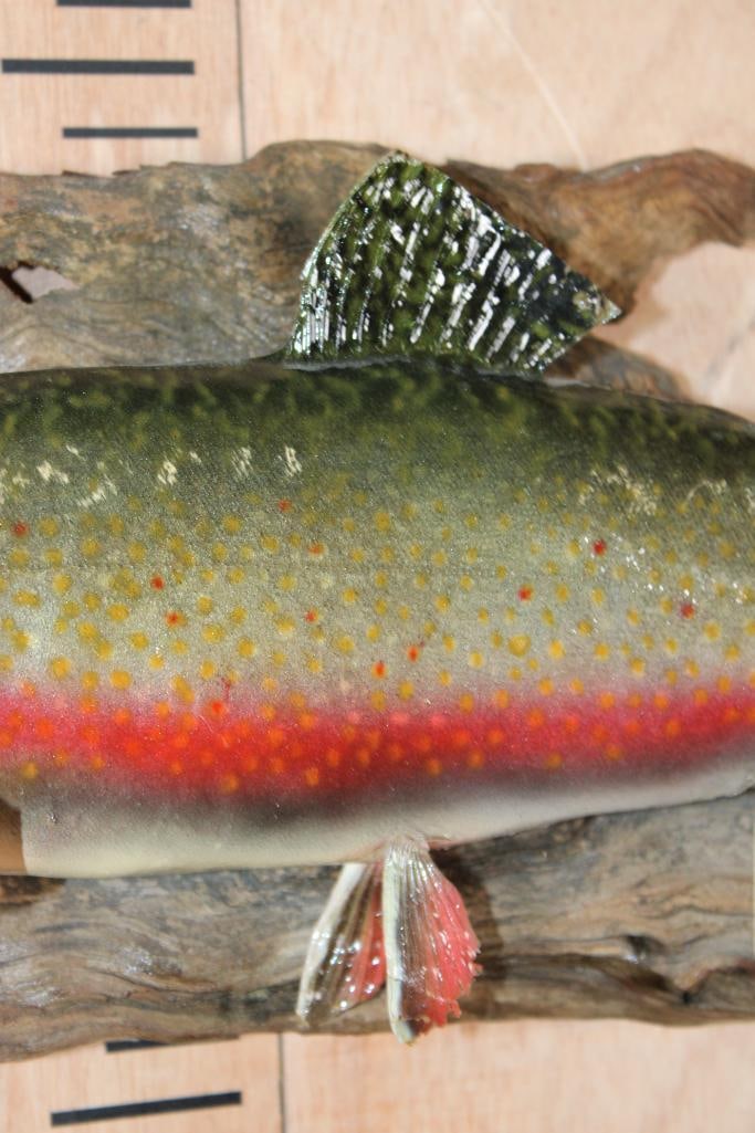 *Real Skin* BROOK TROUT on Driftwood - 3