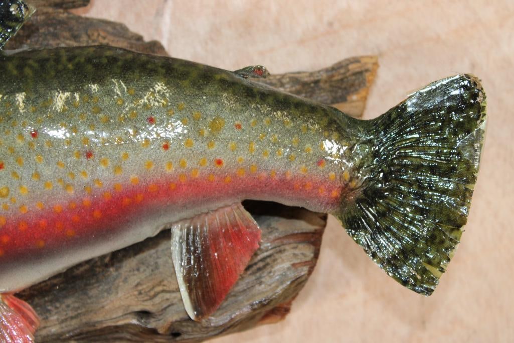 *Real Skin* BROOK TROUT on Driftwood - 4