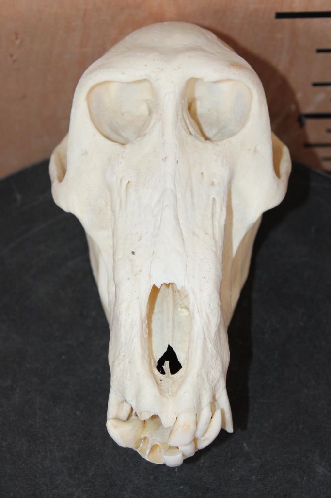 BABOON Skull with No Glue: BABOON Skull with No Glue. It measures 8.75" Long x 4.5" Wide and is missing several teeth. TAXIDERMY SKULLS 