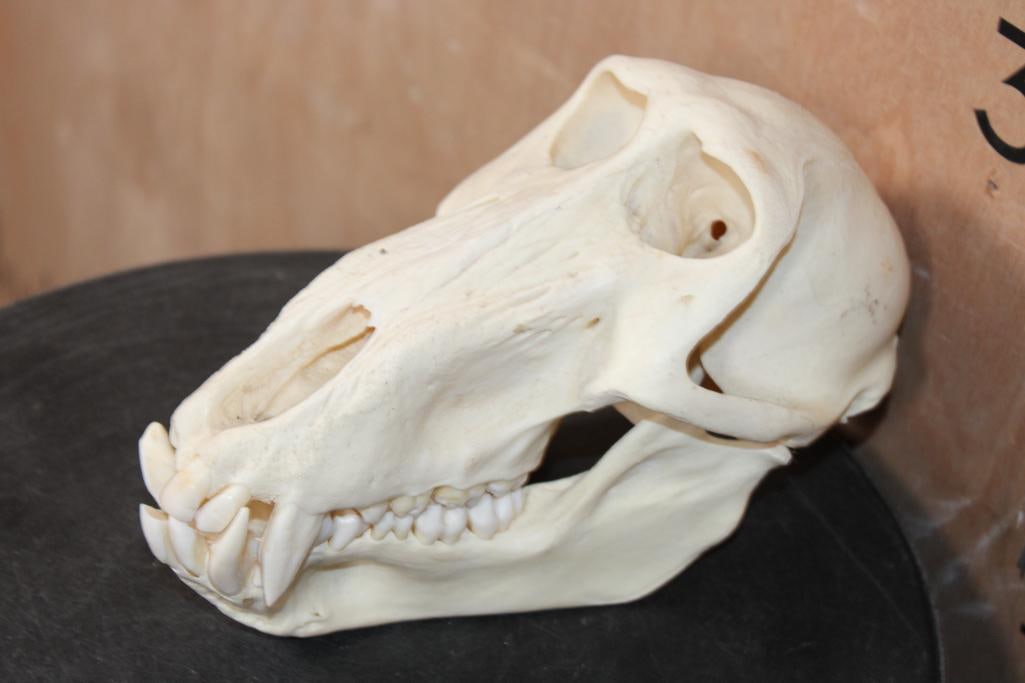 BABOON Skull with No Glue - 3