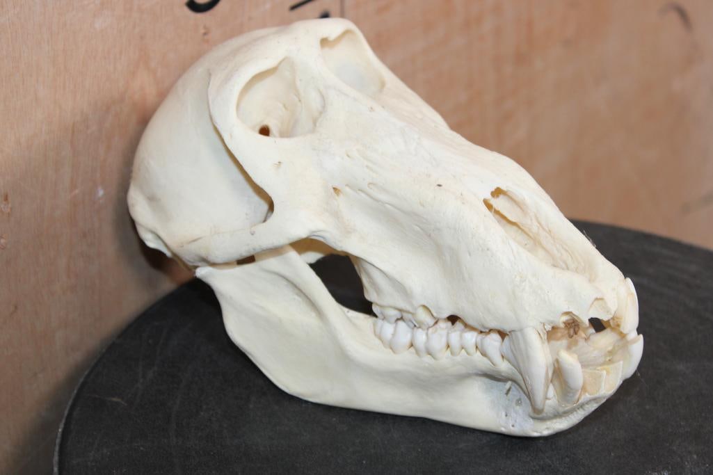 BABOON Skull with No Glue - 4