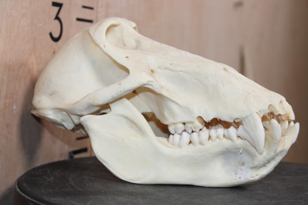 BABOON Skull with No Glue - 5