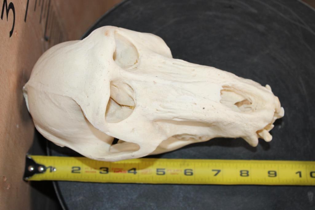 BABOON Skull with No Glue - 7
