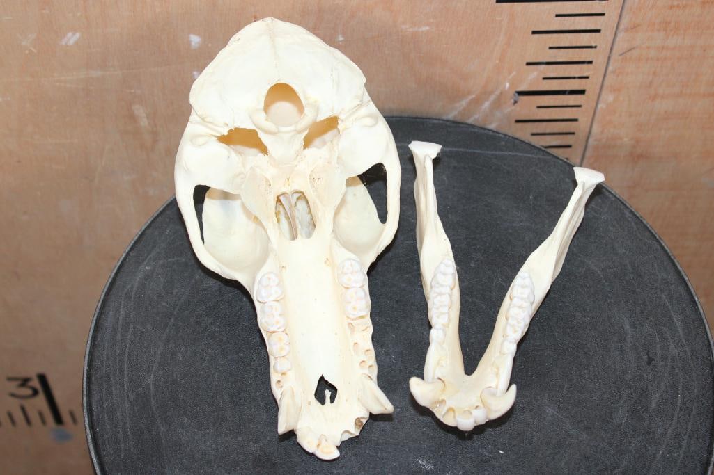 BABOON Skull with No Glue - 8