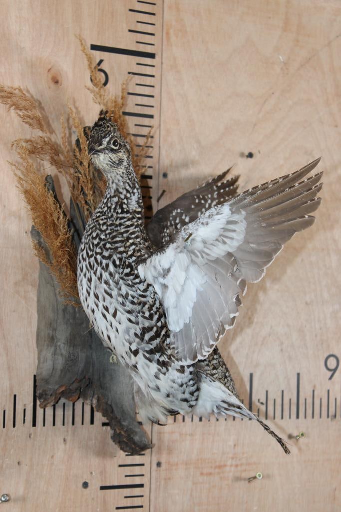 Flying SHARP-TAILED GROUSE Bird on a Decorative Wood Base: Very Nice Life-sized Flying SHARP-TAILED GROUSE. It is perched on a Decorative Wood Wall Hanging Base. The Total Mount measures 14" Long x 19" Tall x 16" Depth. TAXIDERMY BIRDS 
