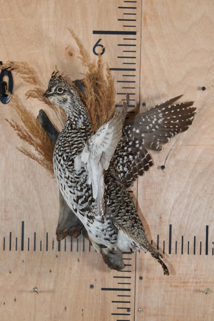 Flying SHARP-TAILED GROUSE Bird on a Decorative Wood Base - 2
