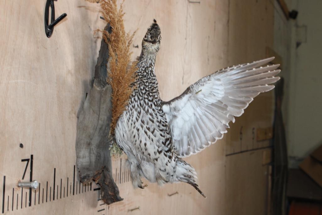 Flying SHARP-TAILED GROUSE Bird on a Decorative Wood Base - 4
