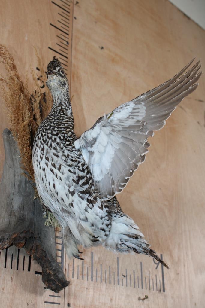 Flying SHARP-TAILED GROUSE Bird on a Decorative Wood Base - 5
