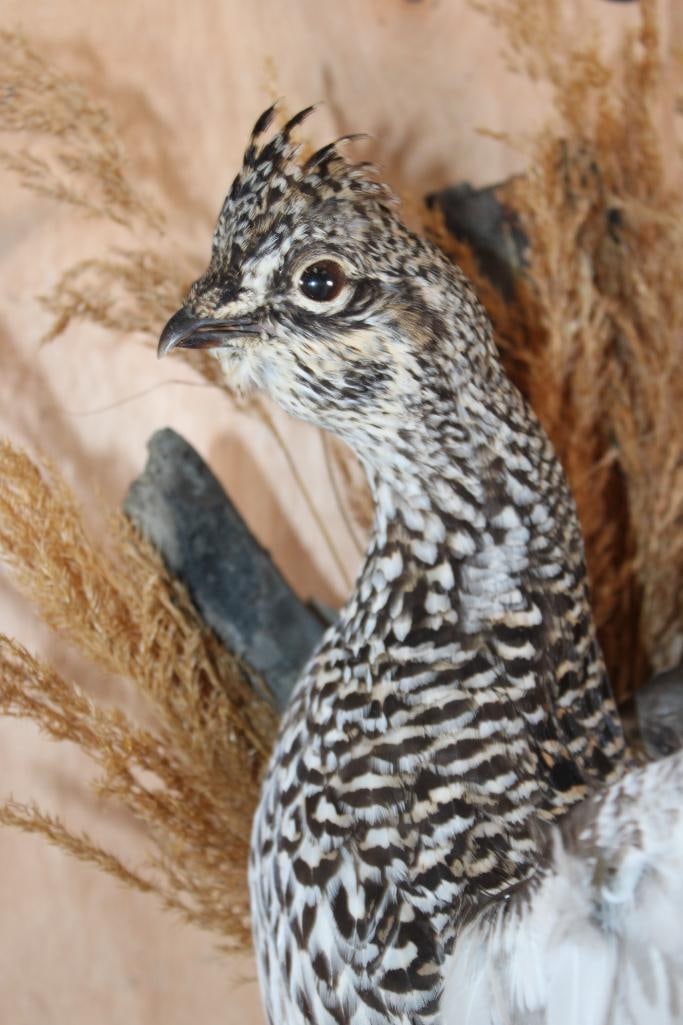 Flying SHARP-TAILED GROUSE Bird on a Decorative Wood Base - 6