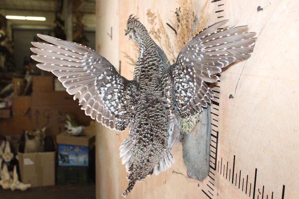 Flying SHARP-TAILED GROUSE Bird on a Decorative Wood Base - 7