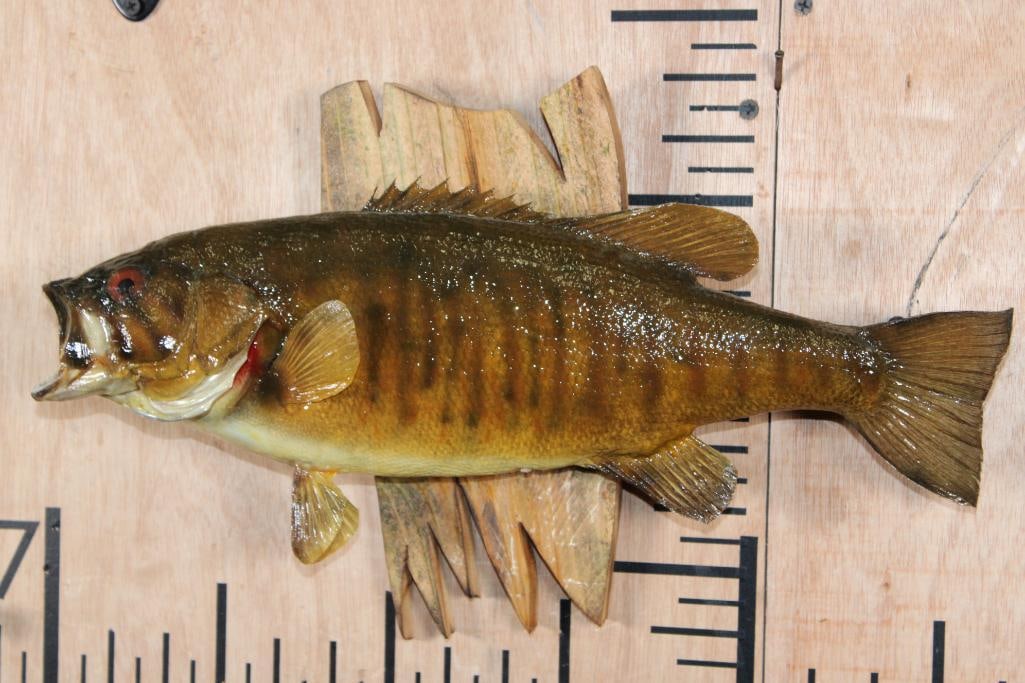 *Real Skin* SMALL MOUTH BASS Mounted on a Driftwood Base: Very Nice *Real Skin* SMALL MOUTH BASS Mounted on a Driftwood Base. The Bass measures 15.5" Long and this mount is in Very Good Condition. TAXIDERMY FISH 