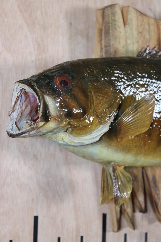 *Real Skin* SMALL MOUTH BASS Mounted on a Driftwood Base - 2