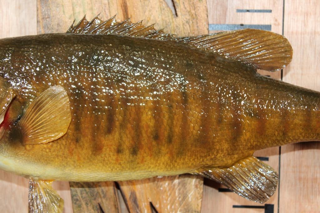 *Real Skin* SMALL MOUTH BASS Mounted on a Driftwood Base - 3