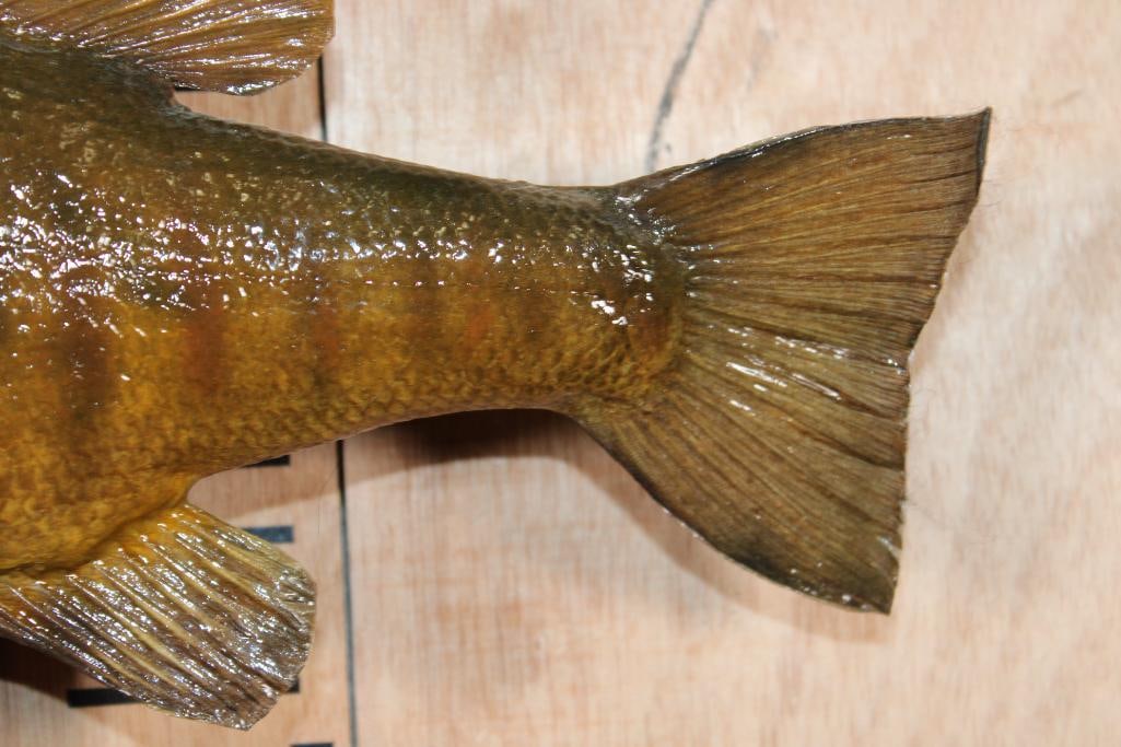 *Real Skin* SMALL MOUTH BASS Mounted on a Driftwood Base - 4