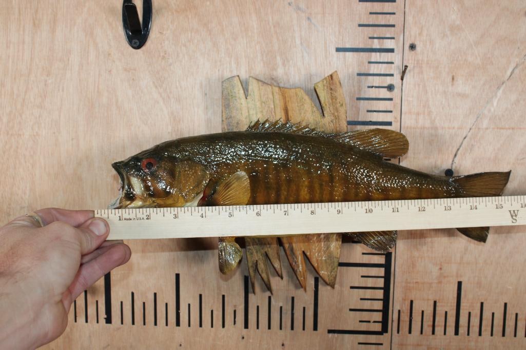*Real Skin* SMALL MOUTH BASS Mounted on a Driftwood Base - 5