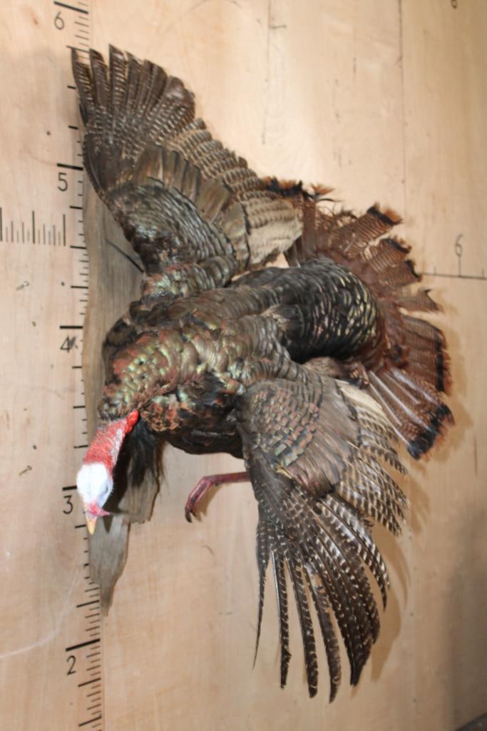 Big Life-sized Flying TURKEY on a Driftwood Base - 2