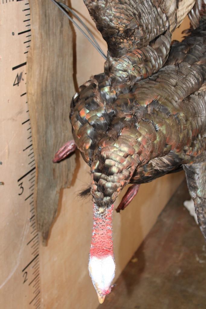 Big Life-sized Flying TURKEY on a Driftwood Base - 7