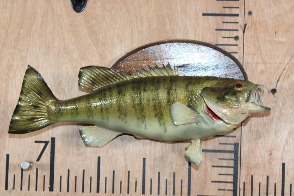 *Real Skin* SMALL MOUTH BASS Fish Mounted on a Wood Plaque: *Real Skin* SMALL MOUTH BASS Fish Mounted on a Wood Plaque. It measures 15.5" Long. This is an older mount in Good Condition. TAXIDERMY FISH 