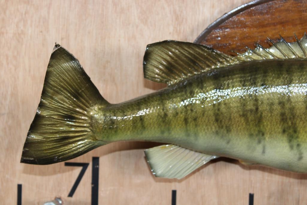 *Real Skin* SMALL MOUTH BASS Fish Mounted on a Wood Plaque - 3