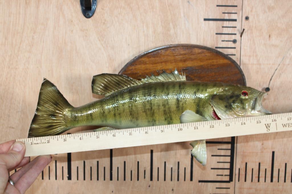 *Real Skin* SMALL MOUTH BASS Fish Mounted on a Wood Plaque - 4