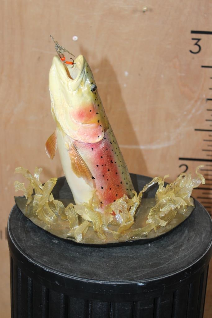 Unique Half-body *Real Skin* RAINBOW TROUT with a Reproduction Head: Unique Half-body *Real Skin* RAINBOW TROUT with a Reproduction Head. It is mounted in a mid-water "action" pose with a fishing Lure. It measures 12" Long x 6.5" Wide x 12" Tall. TAXIDERMY FISH 