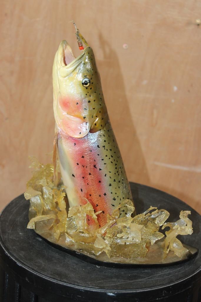 Unique Half-body *Real Skin* RAINBOW TROUT with a Reproduction Head - 2