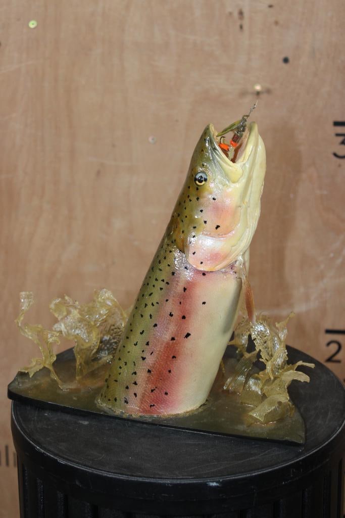 Unique Half-body *Real Skin* RAINBOW TROUT with a Reproduction Head - 4
