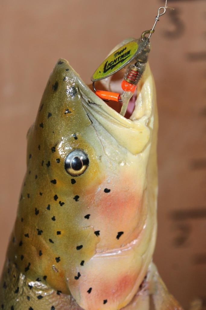 Unique Half-body *Real Skin* RAINBOW TROUT with a Reproduction Head - 5