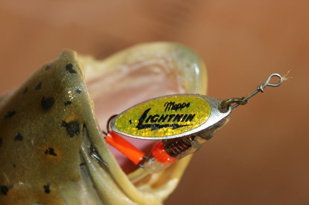 Unique Half-body *Real Skin* RAINBOW TROUT with a Reproduction Head - 6