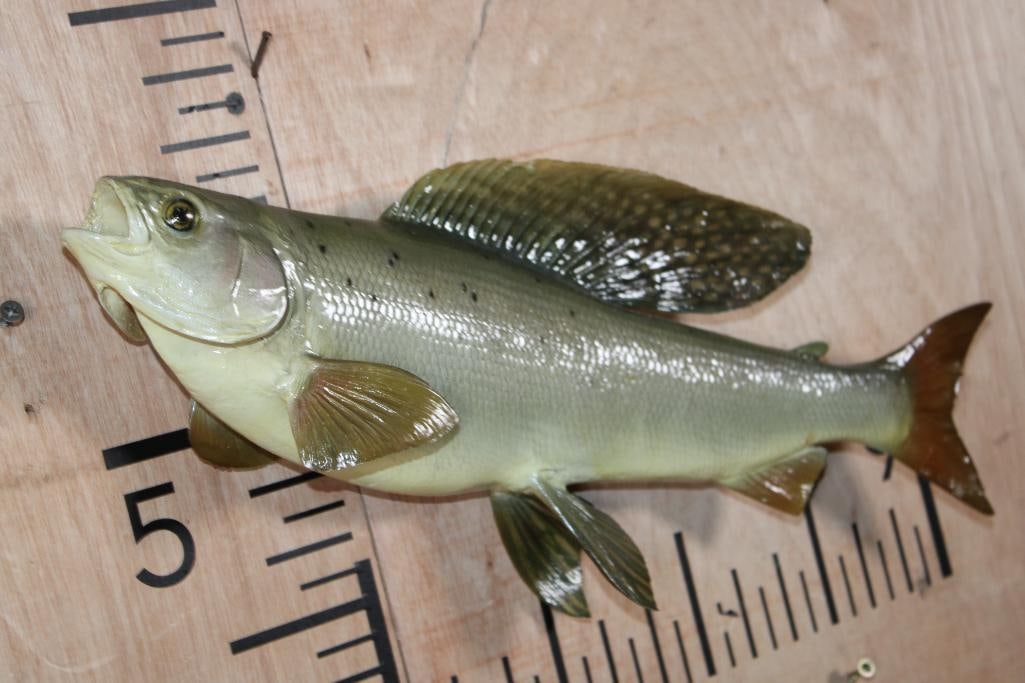 Reproduction ARCTIC GRAYLING Fish Mount - 2
