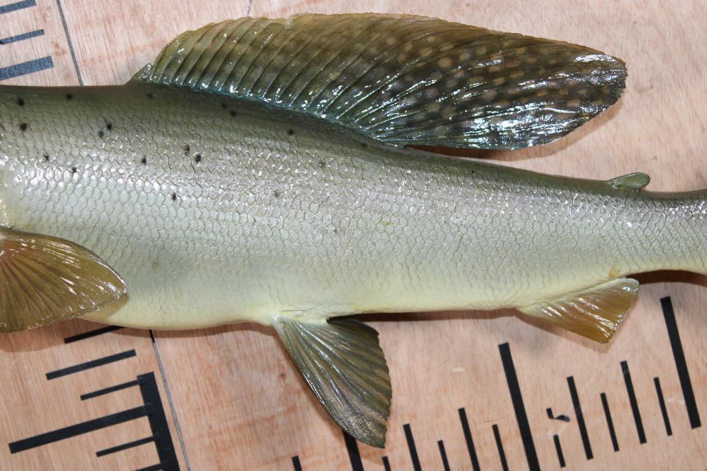 Reproduction ARCTIC GRAYLING Fish Mount - 3