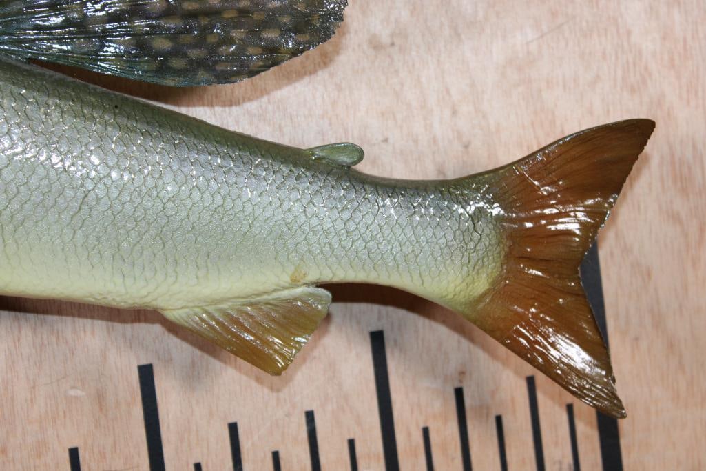 Reproduction ARCTIC GRAYLING Fish Mount - 4