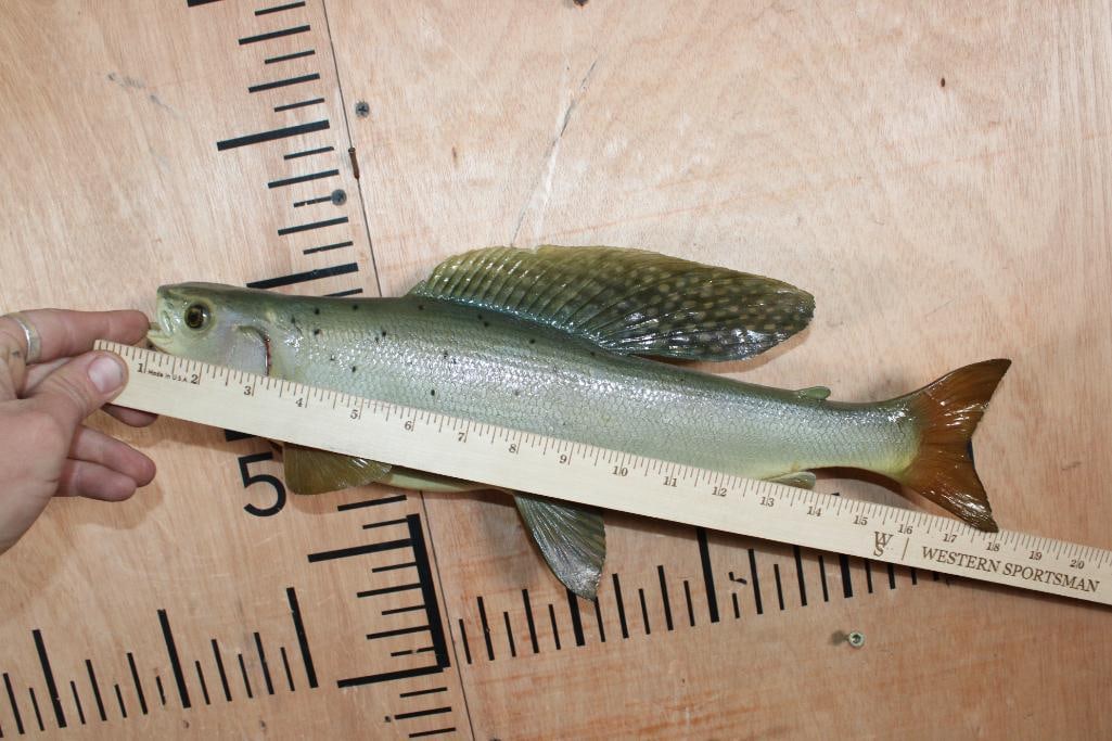 Reproduction ARCTIC GRAYLING Fish Mount - 5