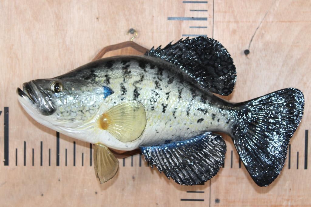 Reproduction CRAPPIE Fish Mounted on a Wood Plaque: Reproduction CRAPPIE Fish Mounted on a Wood Plaque. It measures 15.5" Long and is in Very Good Condition. TAXIDERMY FISH 