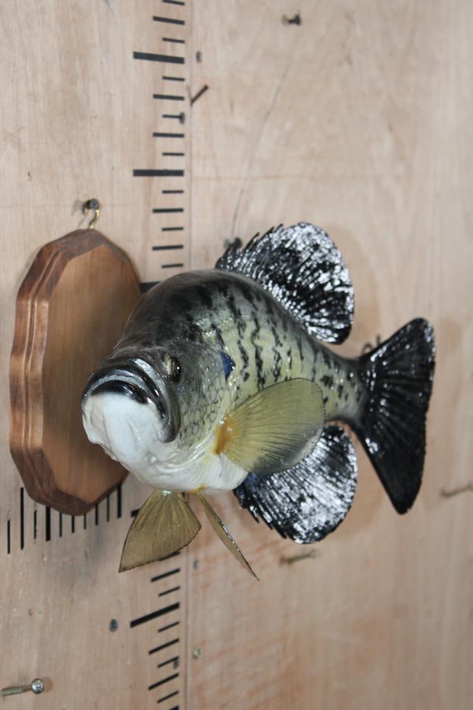 Reproduction CRAPPIE Fish Mounted on a Wood Plaque - 2