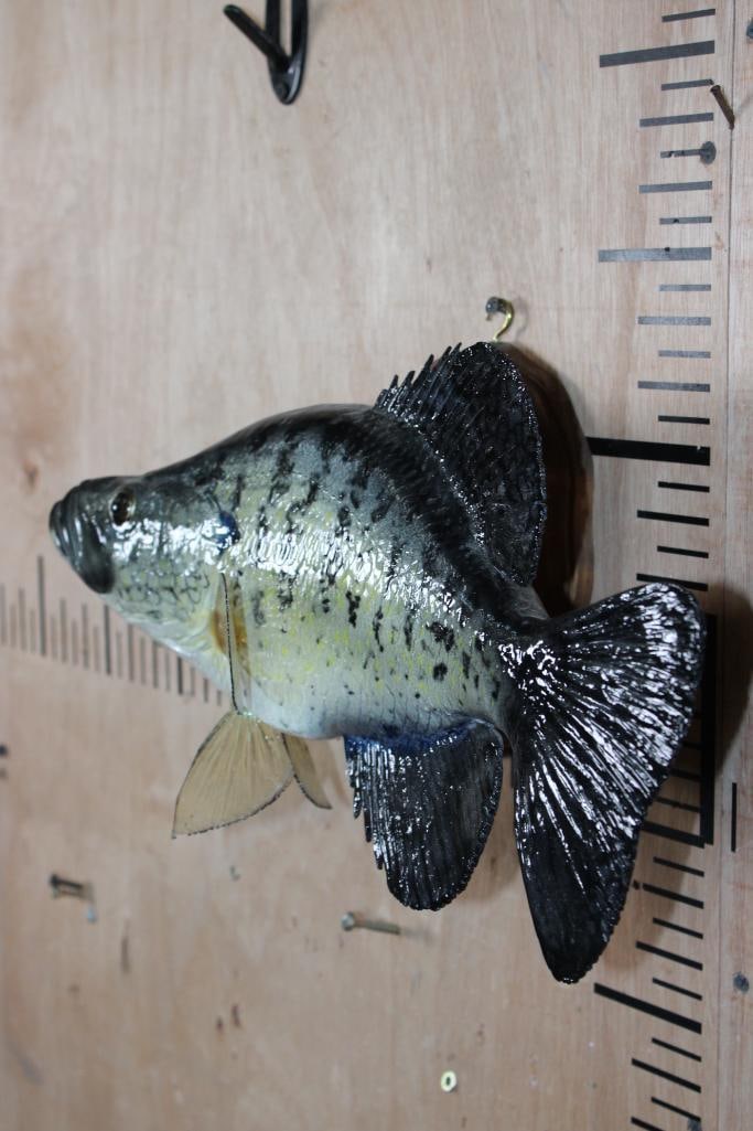 Reproduction CRAPPIE Fish Mounted on a Wood Plaque - 3