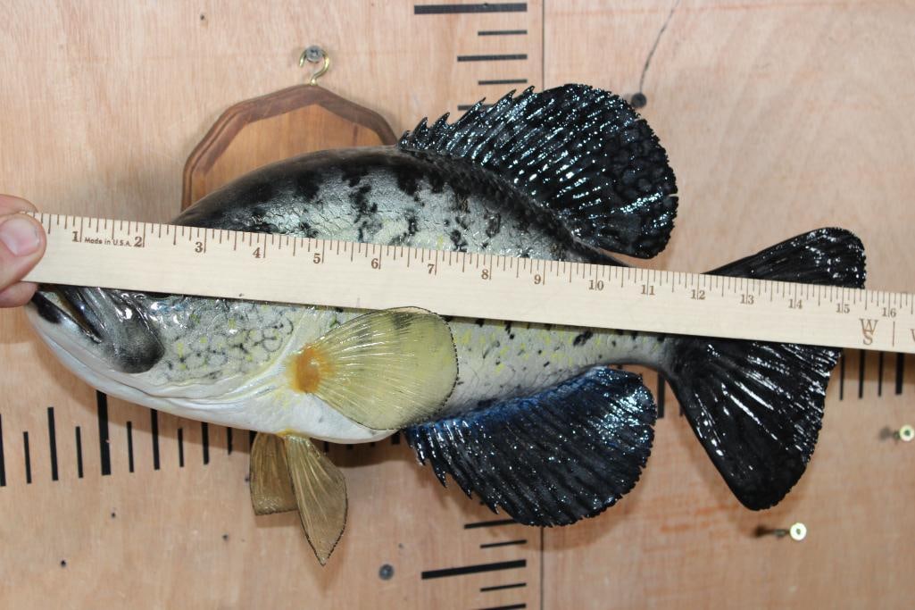 Reproduction CRAPPIE Fish Mounted on a Wood Plaque - 4
