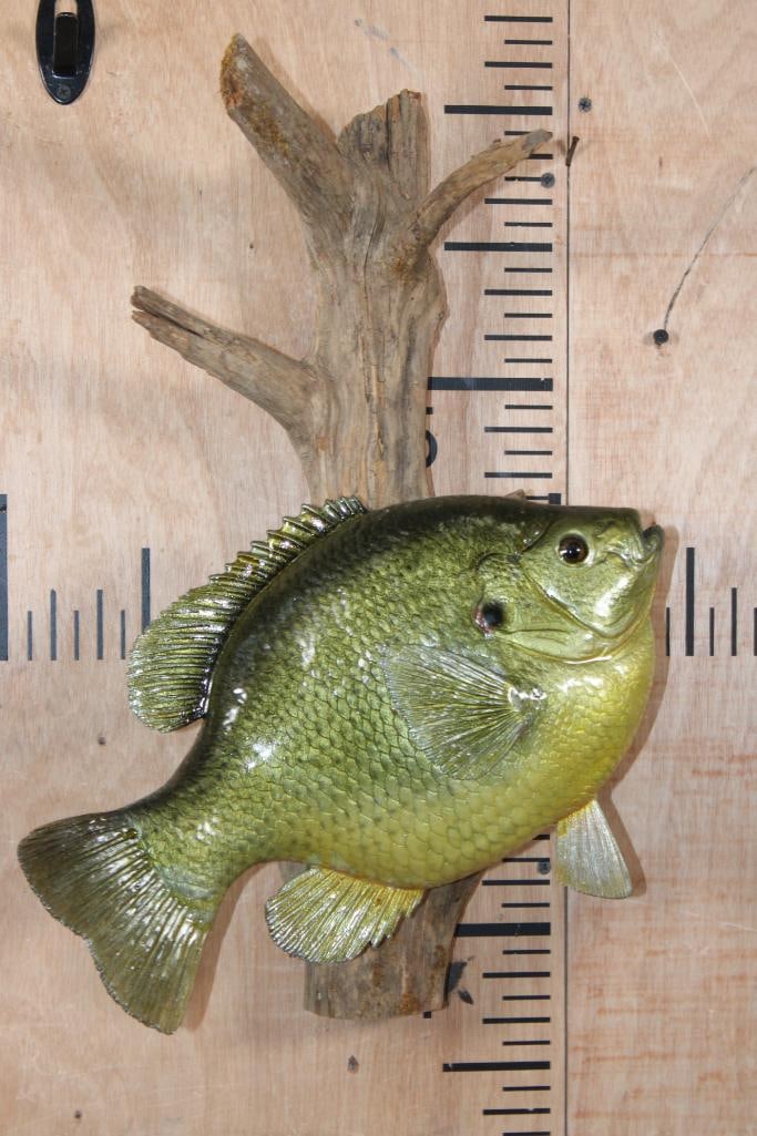 Big Reproduction BLUEGILL Fish Mounted on Driftwood: Very Nice and Big Reproduction BLUEGILL Fish Mounted on Driftwood. The Bluegill measures 14.25" Long and is in Very Good Condition. TAXIDERMY FISH 