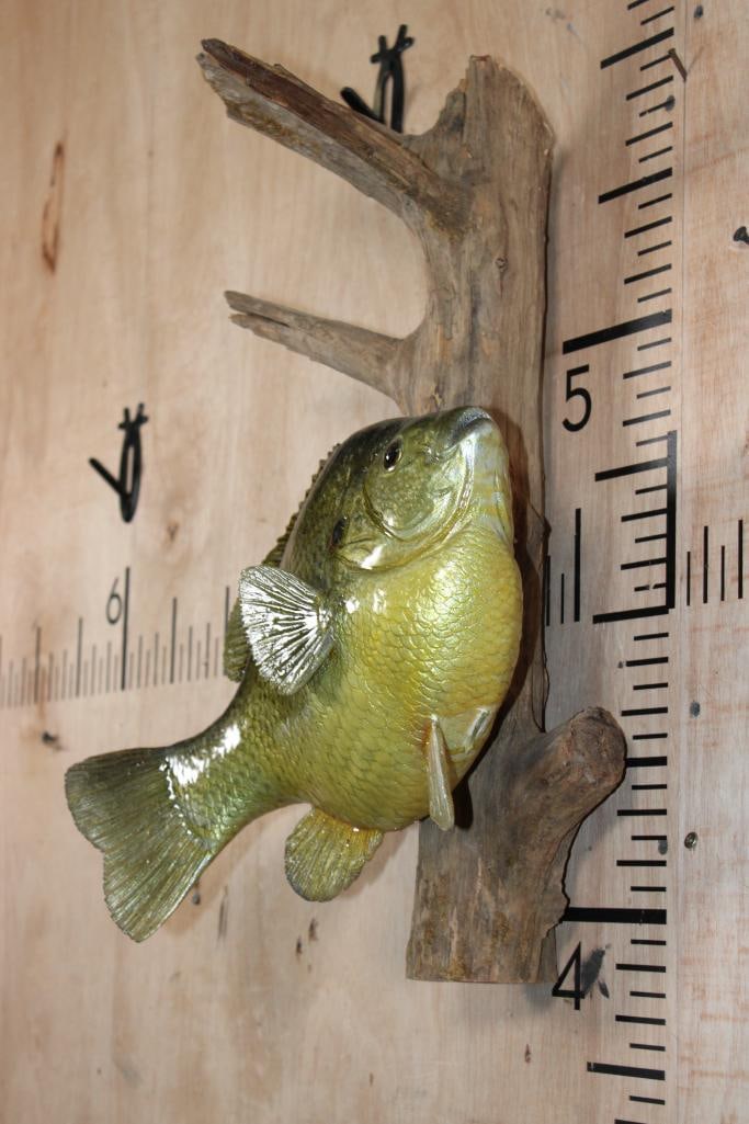Big Reproduction BLUEGILL Fish Mounted on Driftwood - 2