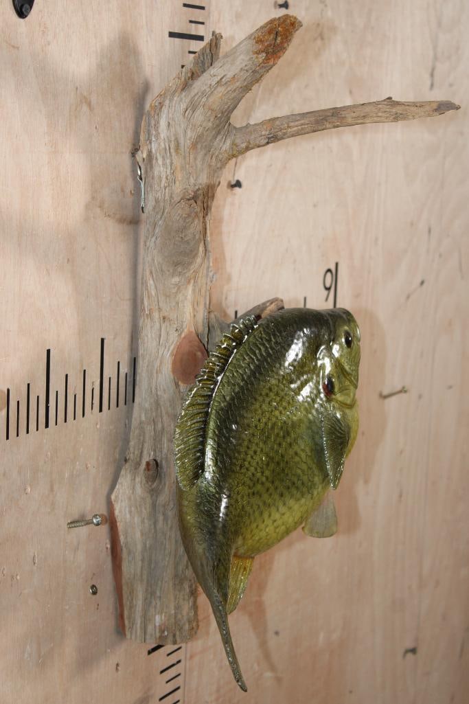 Big Reproduction BLUEGILL Fish Mounted on Driftwood - 3