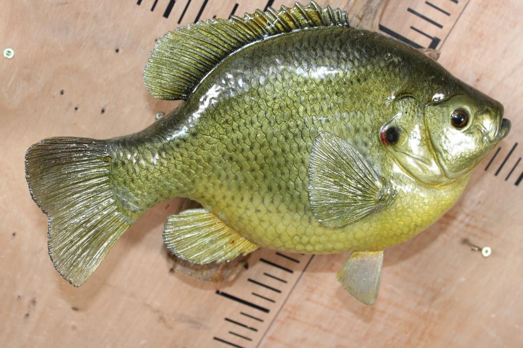 Big Reproduction BLUEGILL Fish Mounted on Driftwood - 4