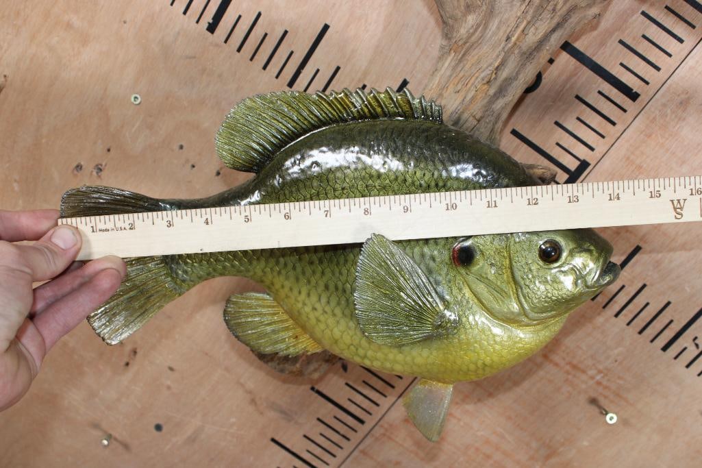 Big Reproduction BLUEGILL Fish Mounted on Driftwood - 5