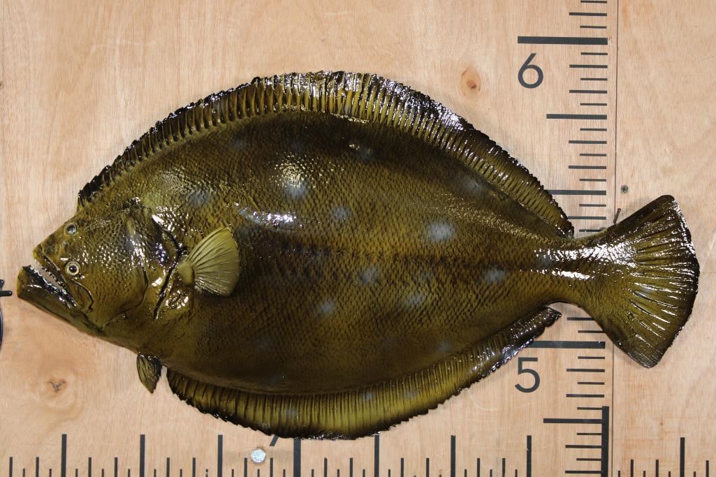 Big Reproduction FLOUNDER Fish Mount: Big Reproduction FLOUNDER Fish Mount. It measures 26.75" Long x 14.5" Wide and is in Very Good Condition. Flounders are a group of flatfish species. They are born with eyes on both sides of their
