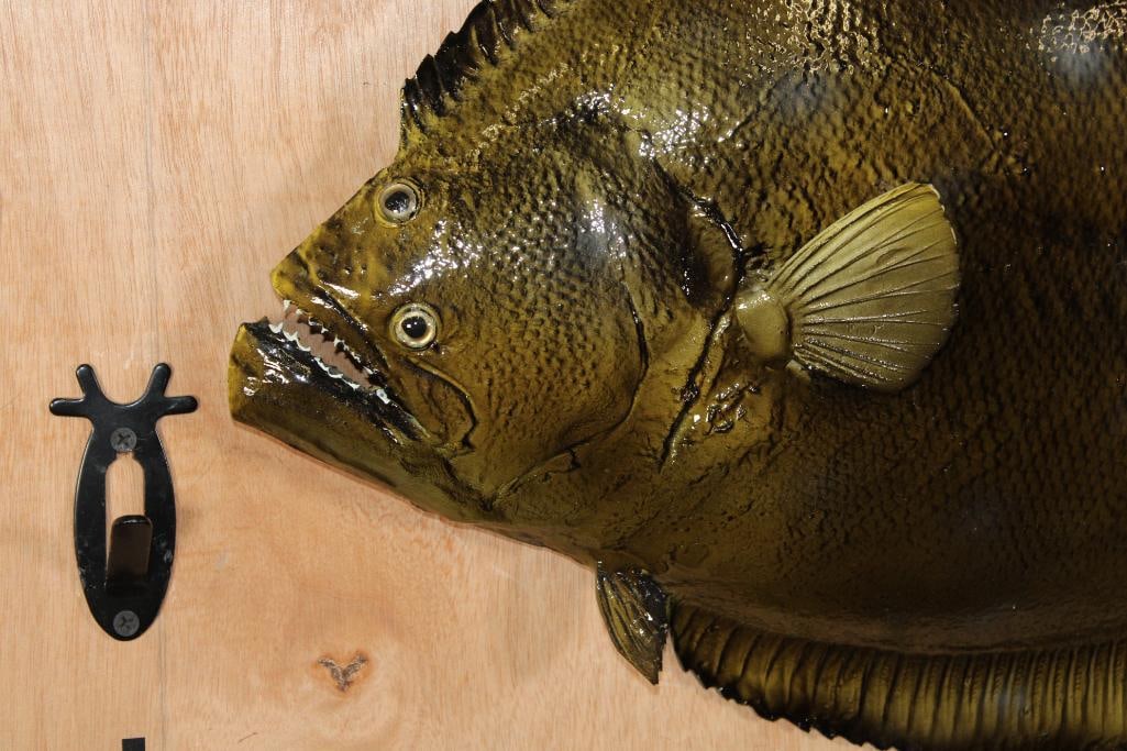 Big Reproduction FLOUNDER Fish Mount - 2