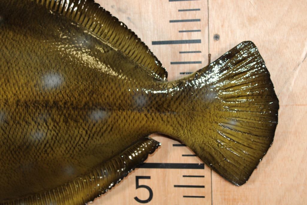 Big Reproduction FLOUNDER Fish Mount - 4