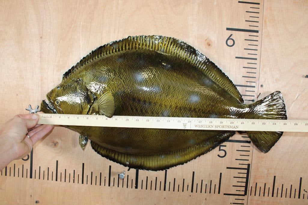 Big Reproduction FLOUNDER Fish Mount - 5