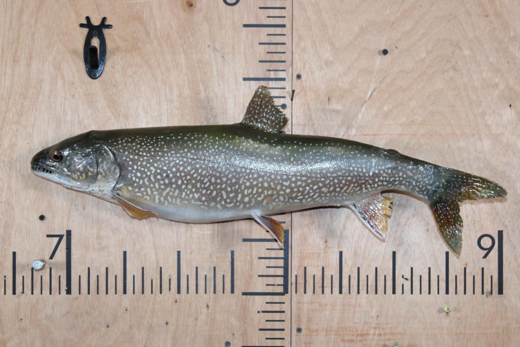*Real Skin* BROOK TROUT Fish Mount: *Real Skin* BROOK TROUT Fish Mount. It measures 26" Long. This is an older mount in Good Condition for its age. TAXIDERMY FISH 
