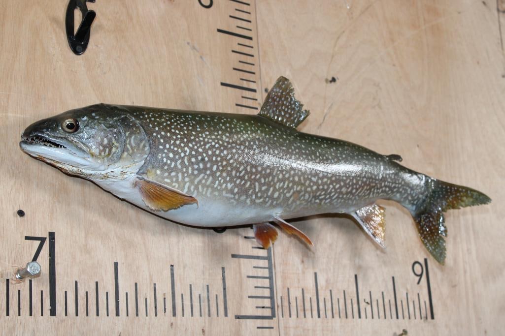 *Real Skin* BROOK TROUT Fish Mount - 2