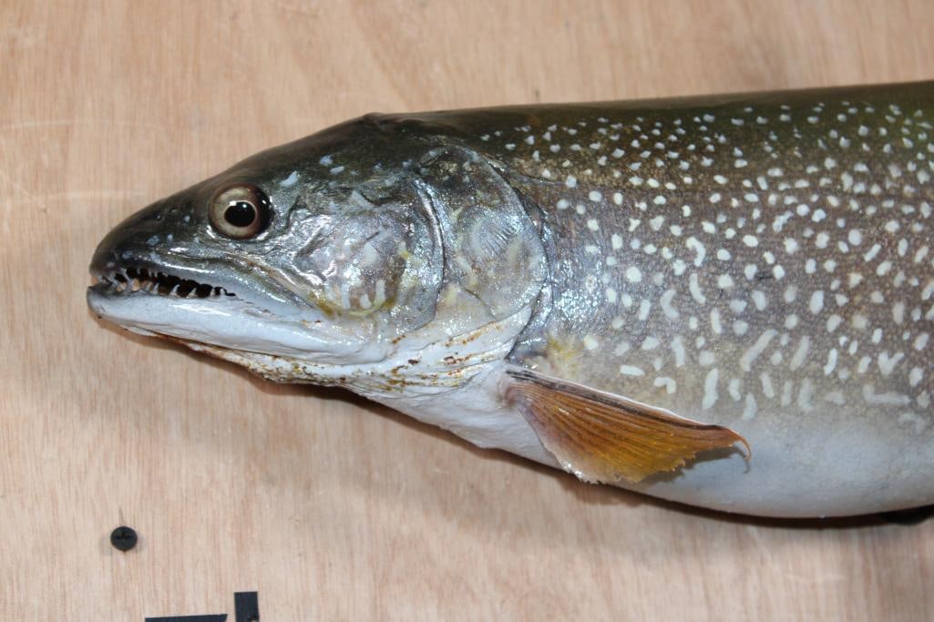 *Real Skin* BROOK TROUT Fish Mount - 3
