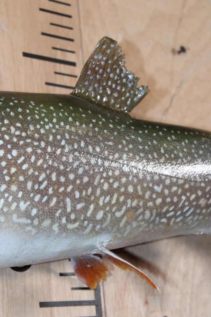 *Real Skin* BROOK TROUT Fish Mount - 4